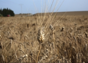 Céréales: une stratégie pour sauver notre blé