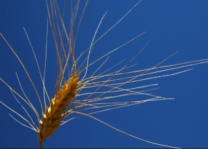 Malgré une bonne récolte, la Tunisie demeure fortement dépendante de l’importation des céréales 