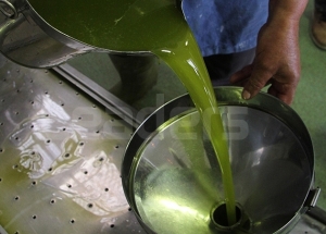 L’huile d’olive tunisienne: de la qualité, fruit d’un savoir-faire millénaire