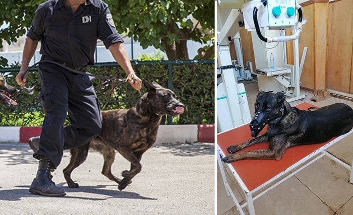 L’exploit du chien Frits dans l’opération de Jelma révèle la performance des brigades canines tunisiennes  (Photos - Vidéo)