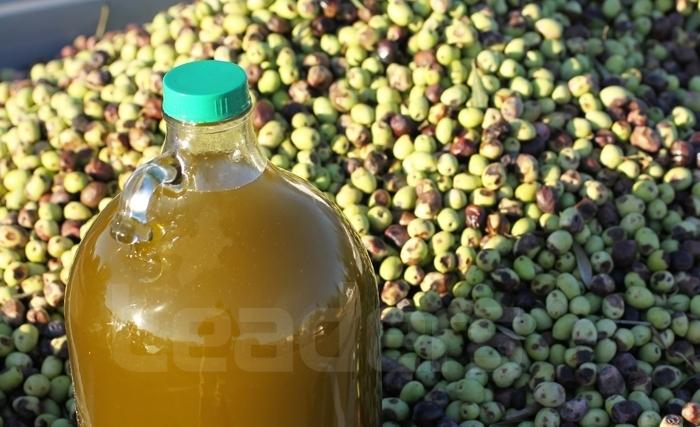 Tout savoir sur l'huile d'olive, étapes de fabrication, propriétés