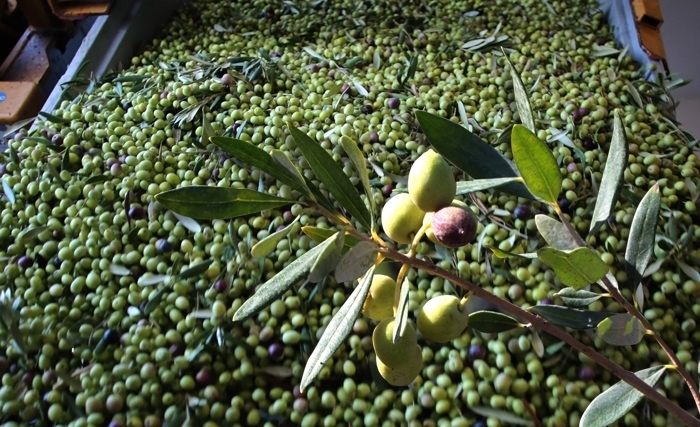 Cueillette des olives : des récoltes en baisse, des prix à la hausse (Album photo)