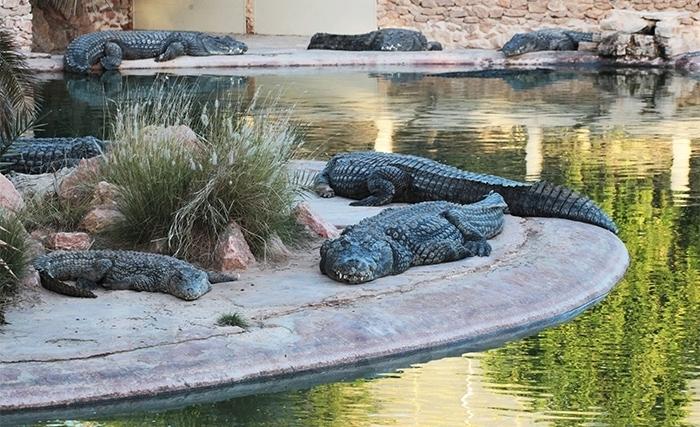 L'attraction méconnnue de Djerba: le parc aux crocodiles (Album photos)