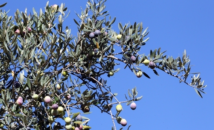L'olivier: Une immense richesse