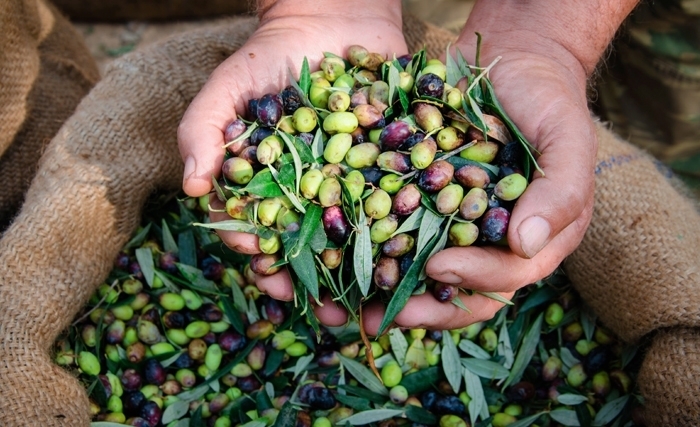 La culture de l’olivier: De grands défis à relever