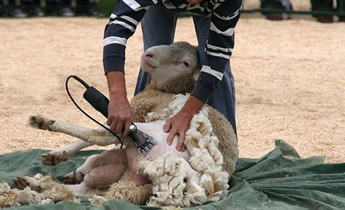 Ridha Bergaoui: La laine dans de mauvais draps