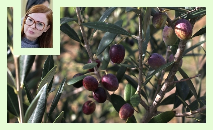 Sousse: un colloque méditerranéen sur la durabilité du secteur oléicole face au changement climatique