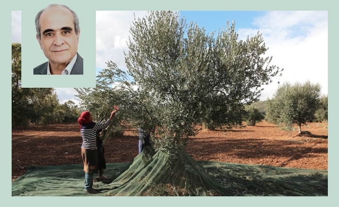 L’huile d’olive en Tunisie: un patrimoine national à reconquérir