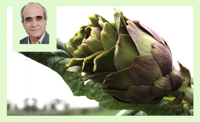 L’artichaut en Tunisie: une filière qui a besoin de se renouveler