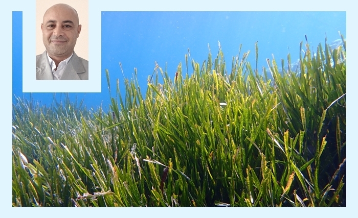 Posidonie: la forêt invisible qui protège la Méditerranée