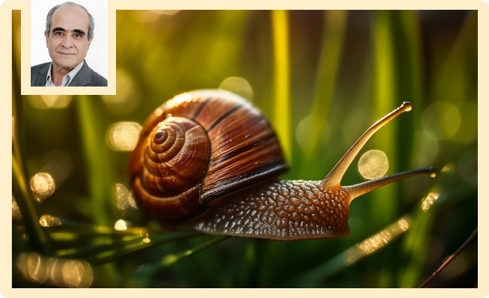 L’escargot tunisien: Entre tradition vivante et filière marginalisée