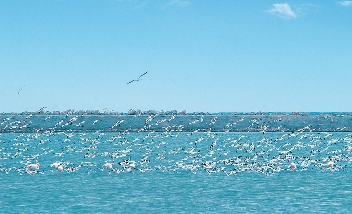 Tunisie: les îles Kneïes, refuge naturel des oiseaux migrateurs hivernants