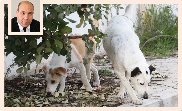 Chiens errants en Tunisie: concilier sécurité publique et bien-être animal