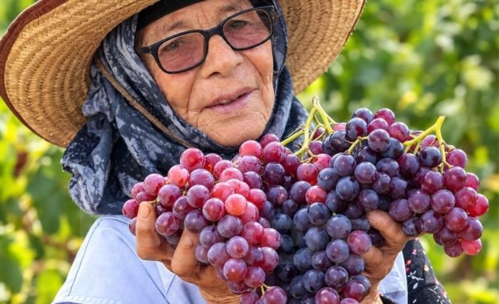 Vendanges sous un soleil de plomb (Album photos)