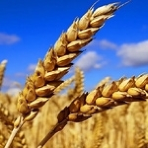 Tunisie : Production et collecte des céréales