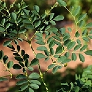 Le moringa: Un arbre parfait pour la nutrition, la santé et l’environnement