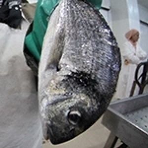 Ridha Bergaoui - La pisciculture en Tunisie: Un secteur résilient et à fort potentiel 