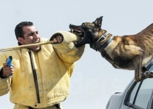 Découvrez la Brigade canine de la Garde nationale Tunisie