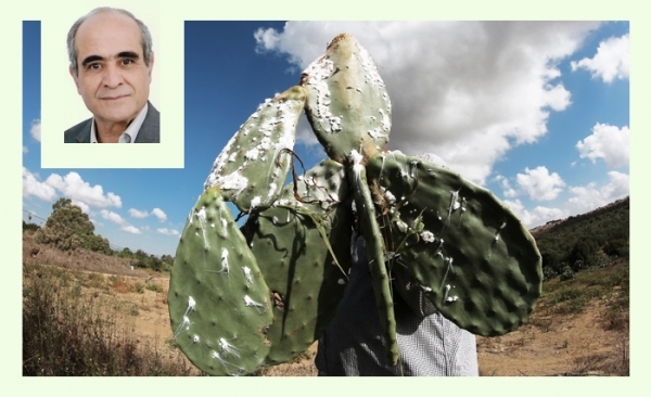 La cochenille du cactus en Tunisie: un ennemi redoutable et une menace persistante (Album photos)