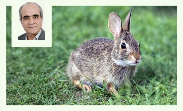 Le lapin: Un animal très prolifique et une excellente viande à redécouvrir