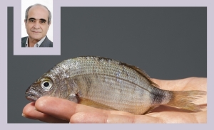 Le pataclet ou sbares: Un délicieux poisson de printemps
