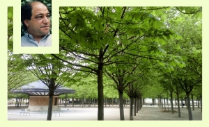 Tahar Bekri: Arbres