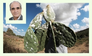 La cochenille du cactus en Tunisie: un ennemi redoutable et une menace persistante (Album photos)